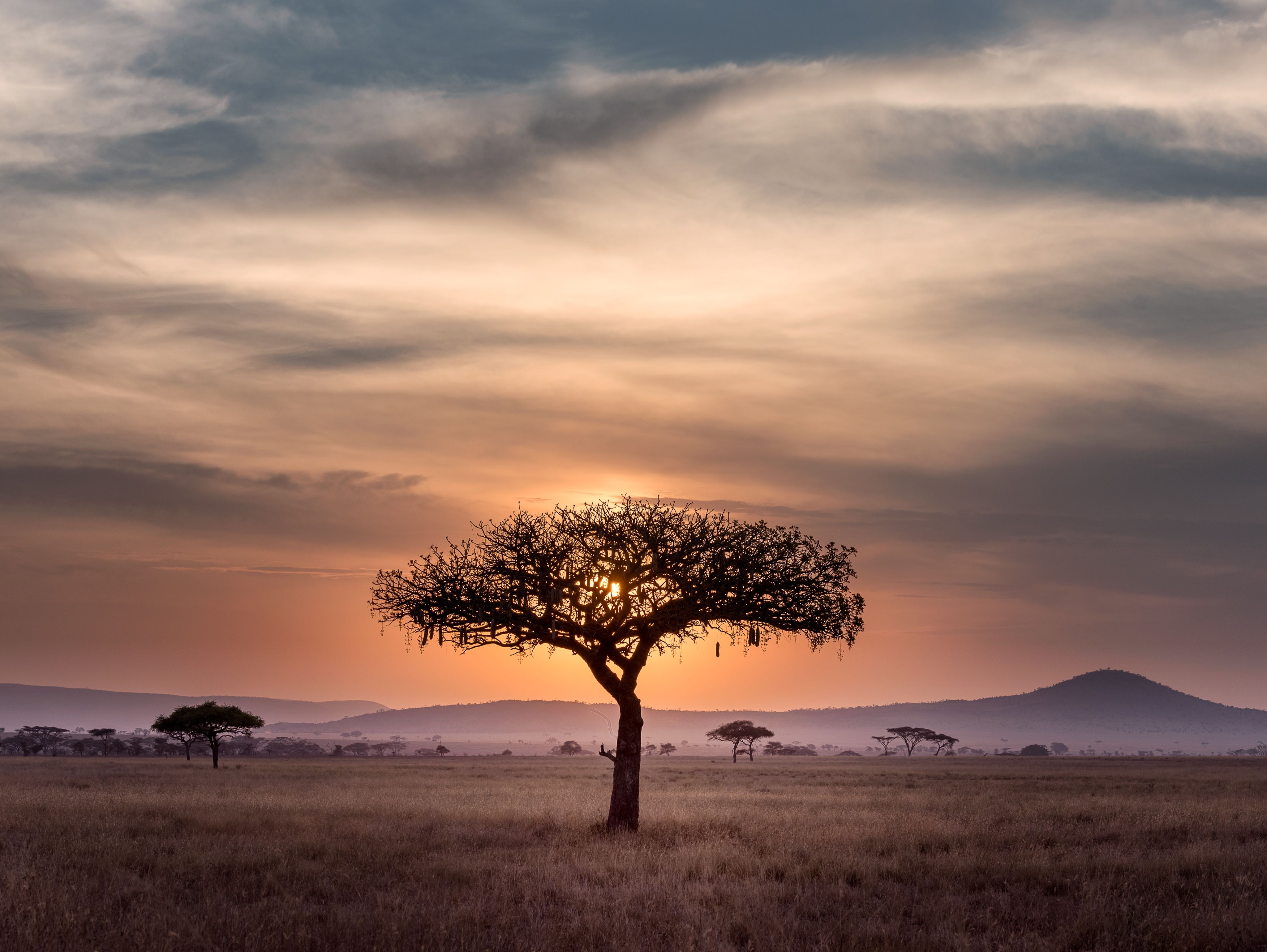 Moutains, a tree and a sunset in Tanzania