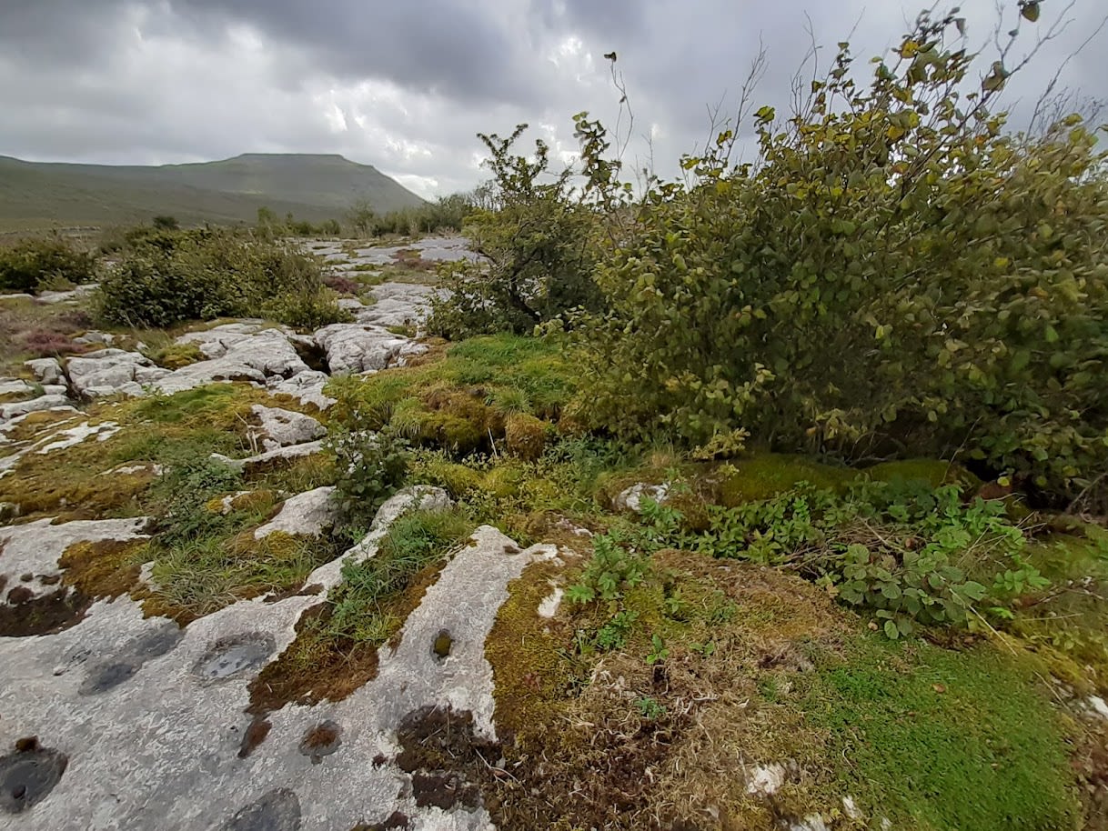 Green landscape with a mountain on the horizon