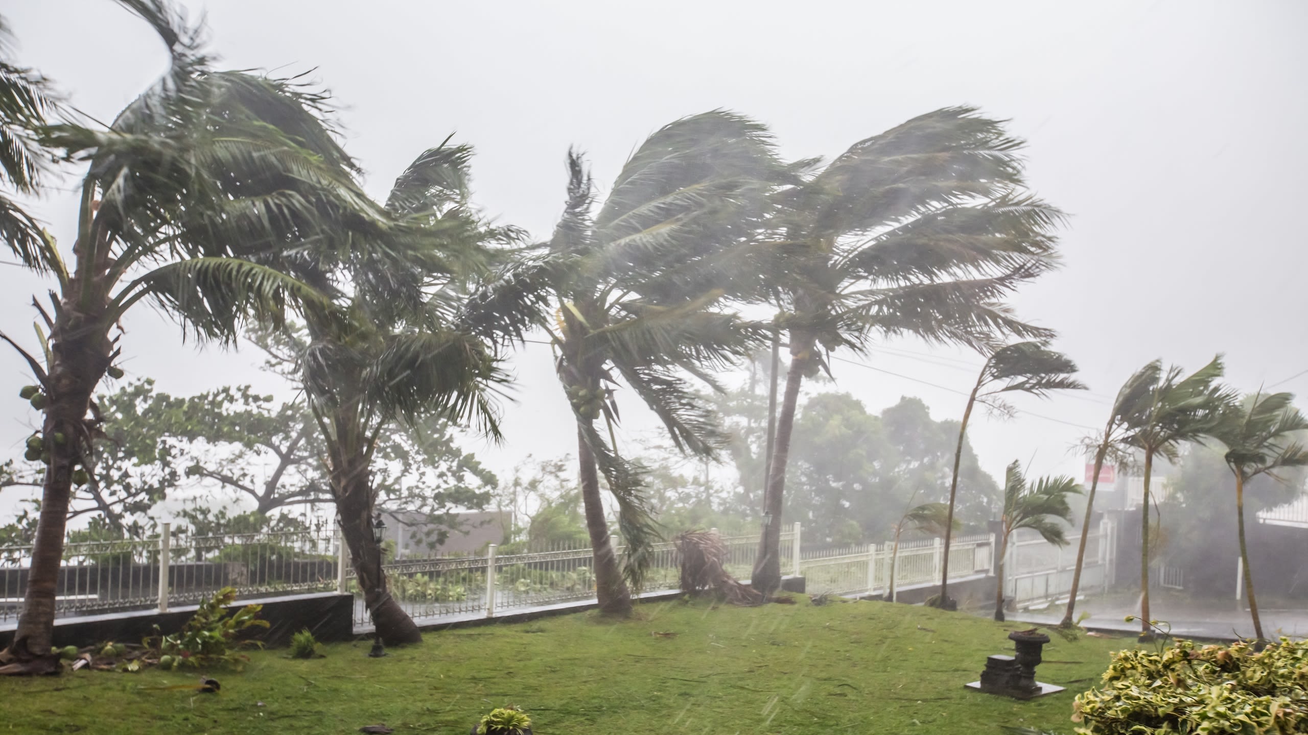 Trees bending in a severe storm